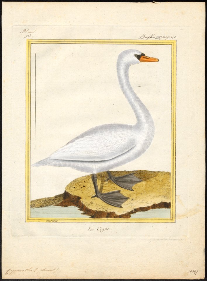 Cygnus olor - 1700-1880 - Print - Iconographia Zoologica - Special Collections University of Amsterdam - UBA01 IZ17600221