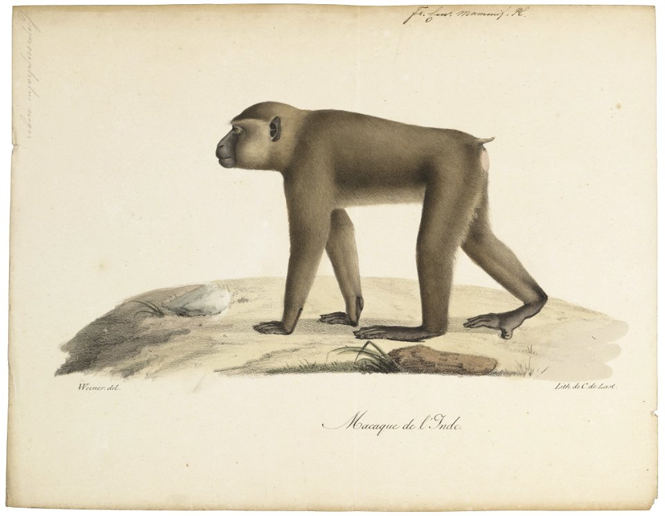Cynocephalus niger - 1818-1842 - Print - Iconographia Zoologica - Special Collections University of Amsterdam - UBA01 IZ20100099