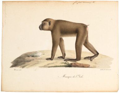 Cynocephalus niger - 1818-1842 - Print - Iconographia Zoologica - Special Collections University of Amsterdam - UBA01 IZ20100099