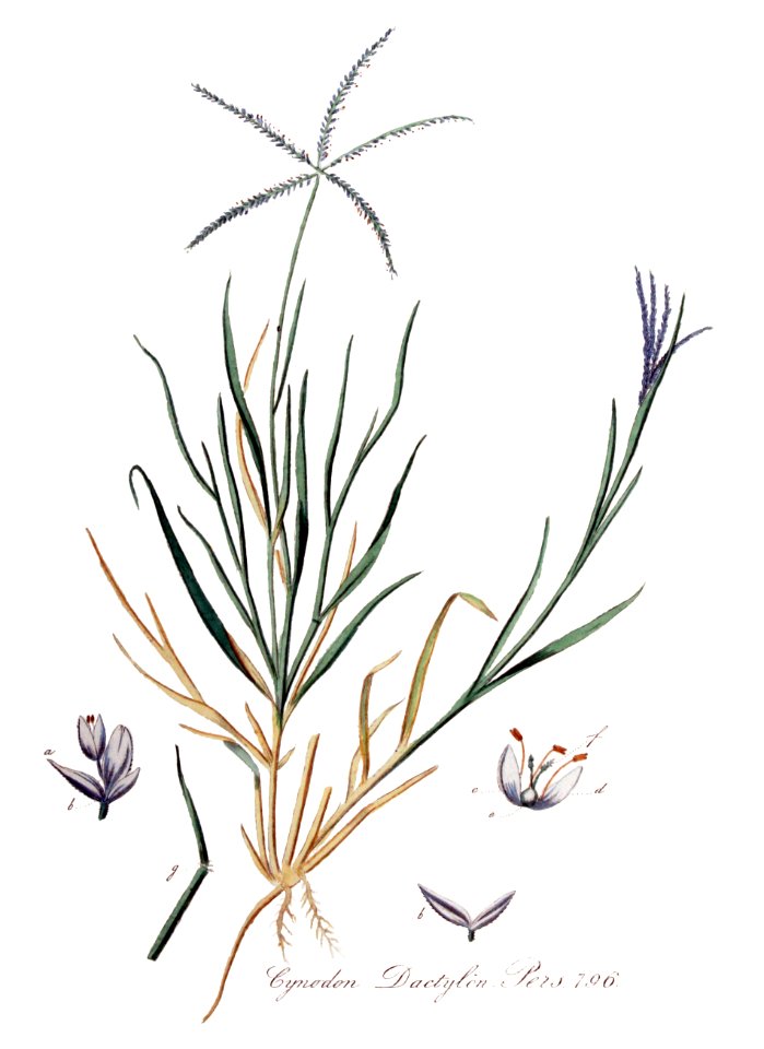 Cynodon dactylon — Flora Batava — Volume v10 - clean