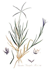 Cynodon dactylon — Flora Batava — Volume v10 - clean