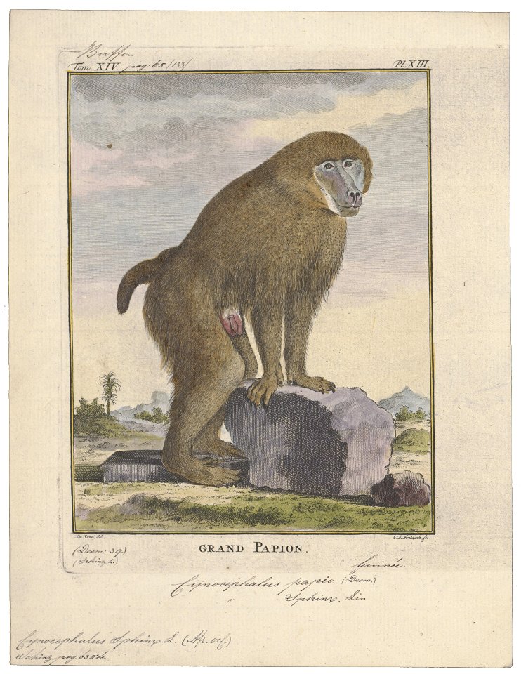 Cynocephalus sphinx - 1700-1880 - Print - Iconographia Zoologica - Special Collections University of Amsterdam - UBA01 IZ20100047