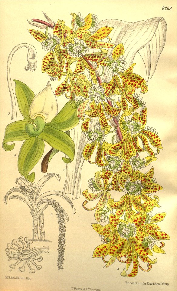 Cycnoches densiflorum - Curtis' 135 (Ser. 4 no. 5) pl. 8268 (1909)