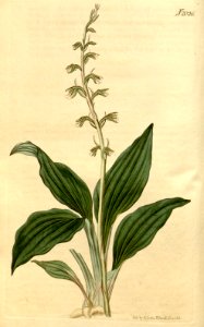 Cyclopogon elatus (as Neottia elata) - Curtis' 46 pl. 2026 (1819)