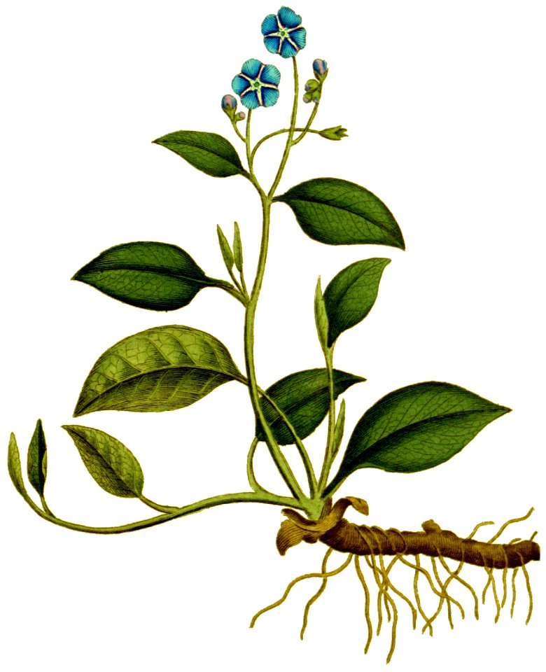 Cynoglossum omphalodes 1797