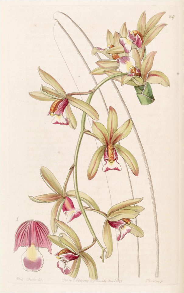 Cymbidium aloifolium (as Cymbidium pendulum var. brevilabre) - Edwards vol 30 (NS 7) pl 24 (1844)