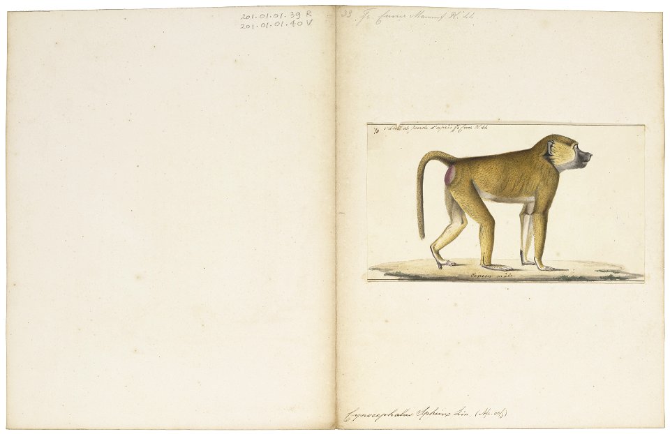 Cynocephalus sphinx - 1829-1867 - Print - Iconographia Zoologica - Special Collections University of Amsterdam - UBA01 IZ20100040