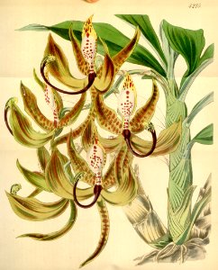 Cycnoches loddigesii - Curtis' 72 (Ser. 3 no. 2) pl. 4215 (1846)