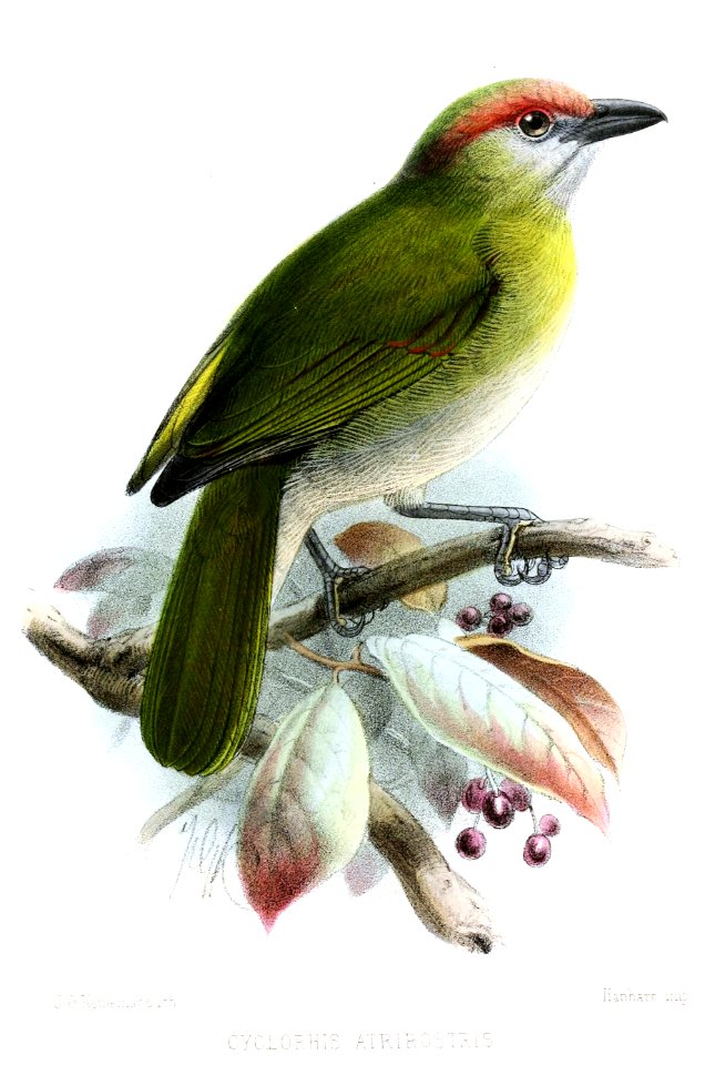 CyclorhisAtrirostrisKeulemans