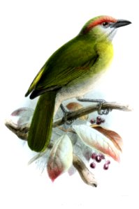 CyclorhisAtrirostrisKeulemans