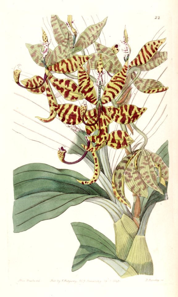 Cycnoches pentadactylon - Edwards vol 29 (NS 6) pl 22 (1843)