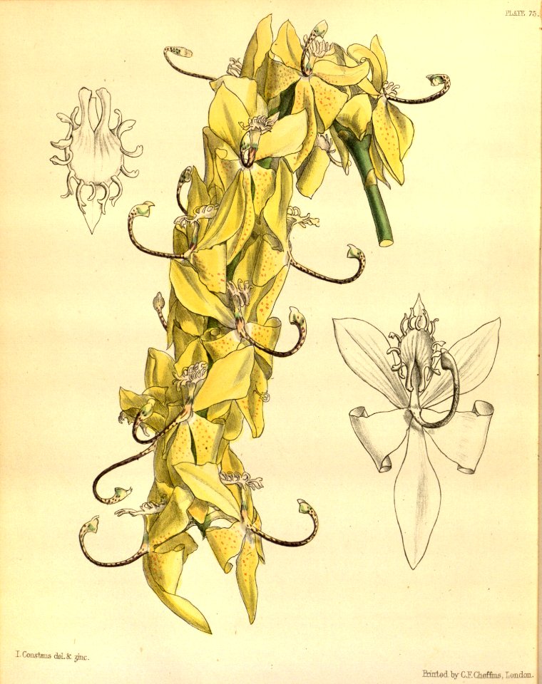 Cycnoches warszewiczii Paxton 075