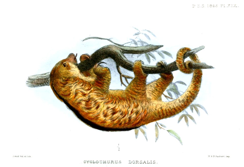 CyclothurusDorsalisWolf