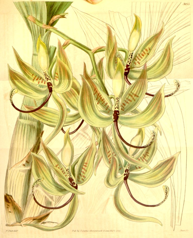 Cycnoches loddigesii (as Cycnoches loddigesii var. leucochilum) - Curtis' 67 (N.S. 14) pl. 3855 (1841)