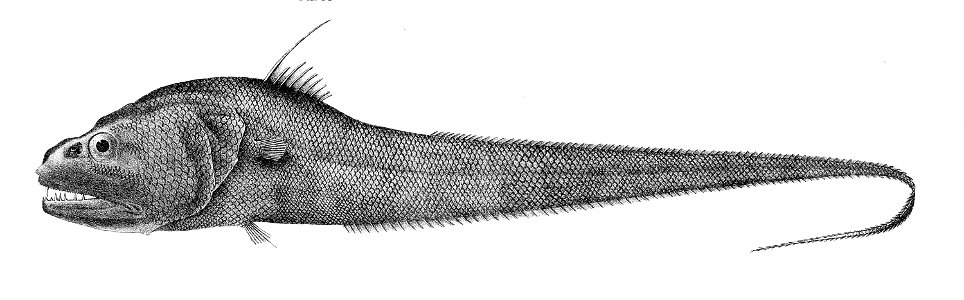 Cynomacrurus piriei