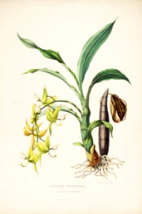 Cycnoches ventricosum-Bateman Orch. Mex. Guat. pl. 5 (1842)