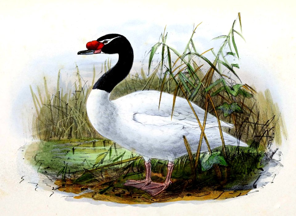 Cygnus melancoryphus 1876