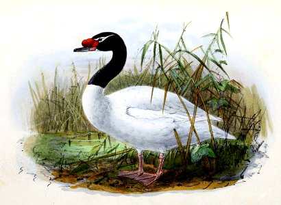 Cygnus melancoryphus 1876