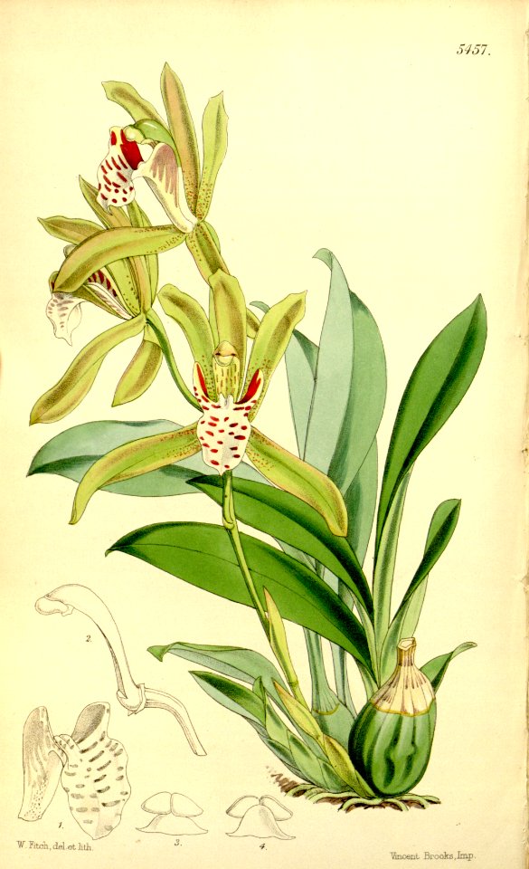 Cymbidium tigrinum - Free Stock Illustrations | Creazilla