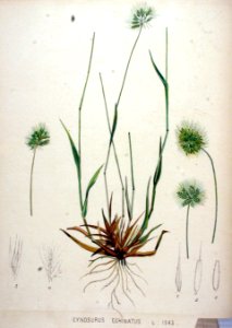 Cynosurus echinatus — Flora Batava — Volume v20