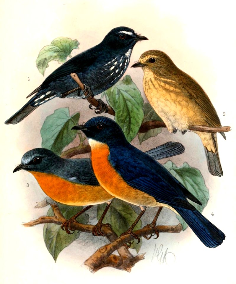 CyornisBanyumasKeulemans