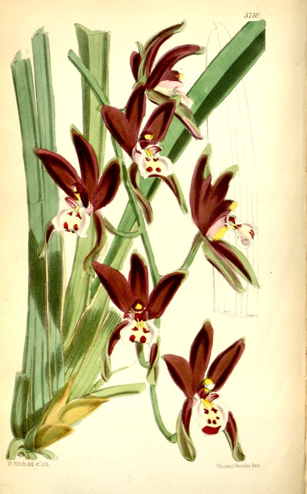 Cymbidium atropurpureum (as Cymbidium pendulum var. atropurpureum) - Curtis' 94 (Ser. 3 no. 24) pl. 5710 (1868)