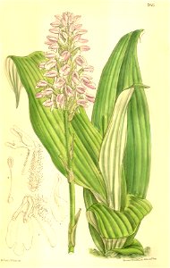 Cynorkis villosa (spelled Cynorchis villosa) - Curtis' 128 (Ser. 3 no. 58) pl. 7845 (1902)