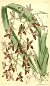 Cymbidium canaliculatum. Free illustration for personal and commercial use.