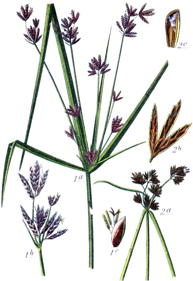 Cyperaceae spp Sturm3
