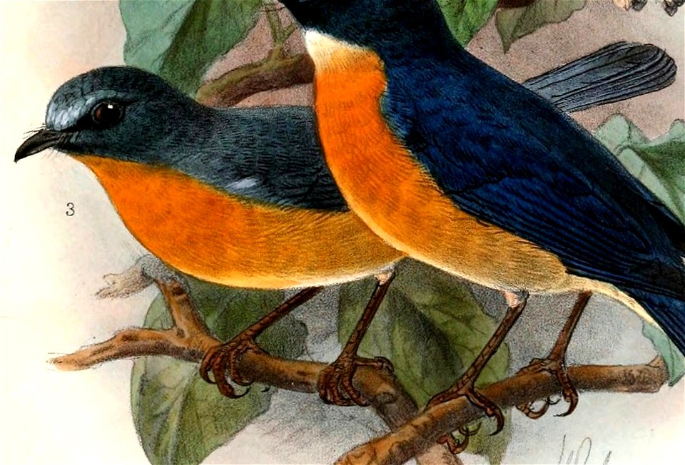 Cyornis banyumas banyumas 1901
