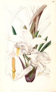 Cymbidium eburneum - Edwards vol 33 (NS 10) pl 67 (1847)