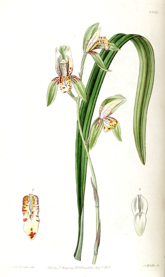 Cymbidium ensifolium (as Cymbidium ensifolium var. estriatum) - Edwards vol 23 pl 1976 (1837)