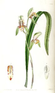 Cymbidium ensifolium (as Cymbidium ensifolium var. estriatum) - Edwards vol 23 pl 1976 (1837)
