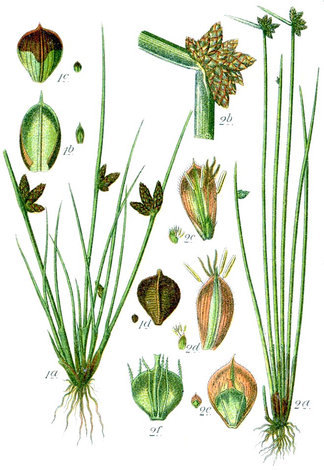 Cyperaceae spp Sturm9