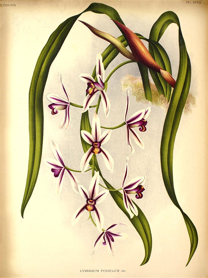 Cymbidium aloifolium11
