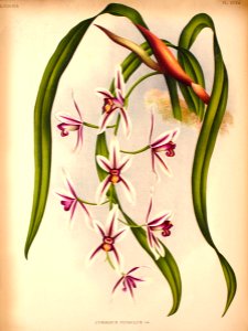 Cymbidium aloifolium11