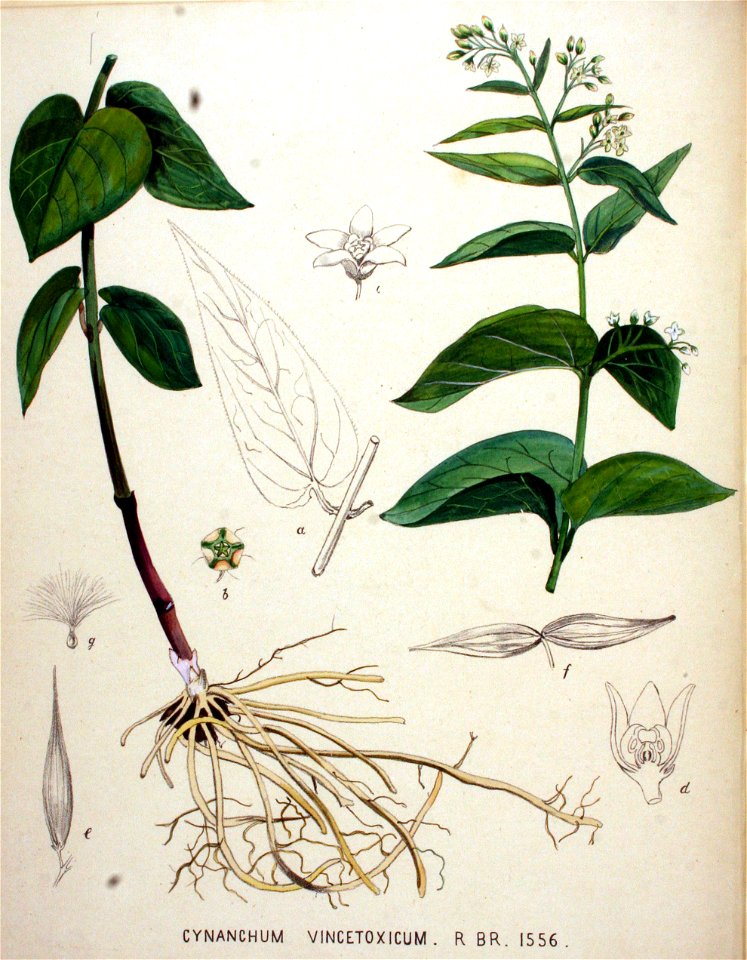 Cynanchum vincetoxicum — Flora Batava — Volume v20