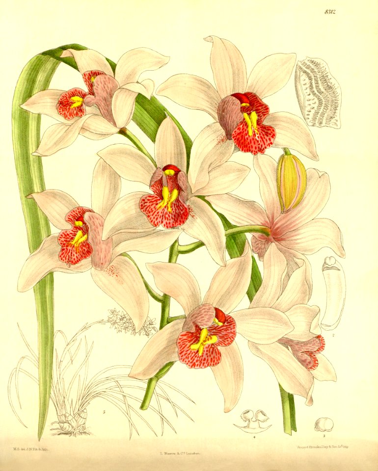 Cymbidium insigne - Curtis' 136 (Ser. 4 no. 6) pl. 8312 (1910)