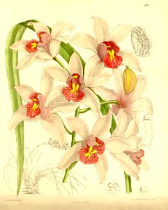 Cymbidium insigne - Curtis' 136 (Ser. 4 no. 6) pl. 8312 (1910). Free illustration for personal and commercial use.