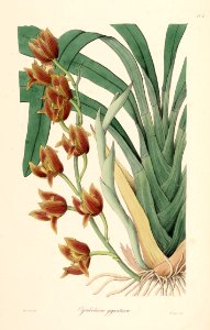 Cymbidium iridioides (as Cymbidium giganteum Wall. ex Lindl.) - Sertum - Lindley pl. 4 (1838). Free illustration for personal and commercial use.