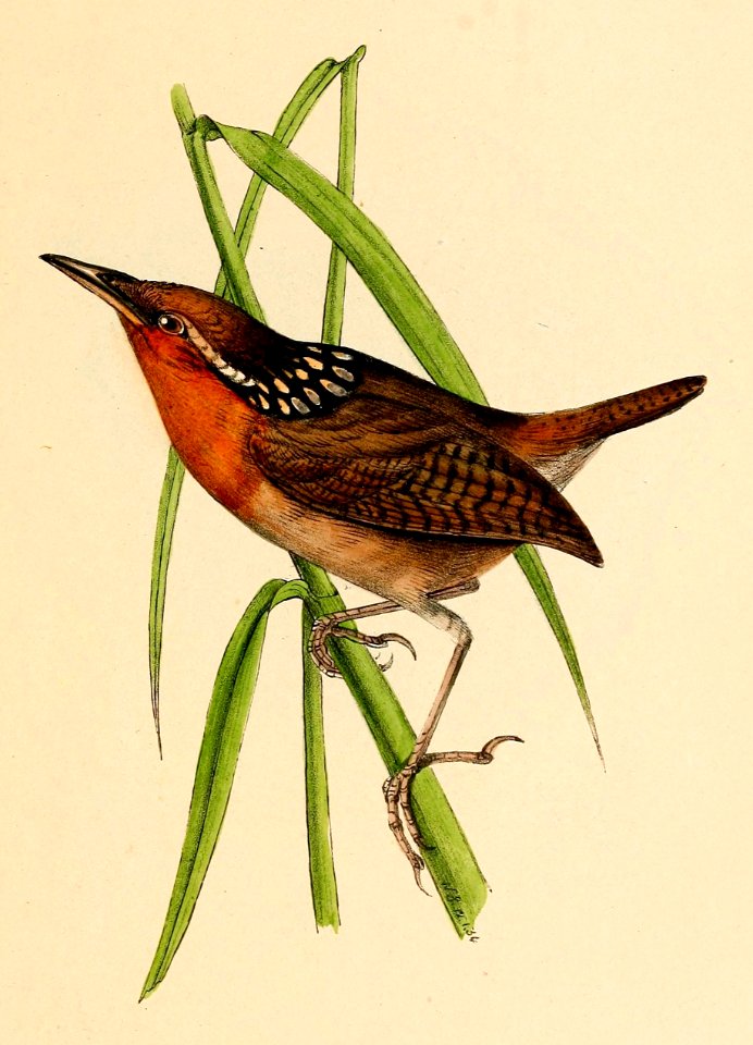 Cyphorhinus arada 1841