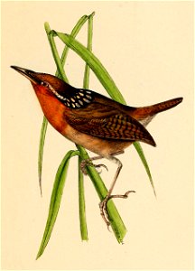 Cyphorhinus arada 1841