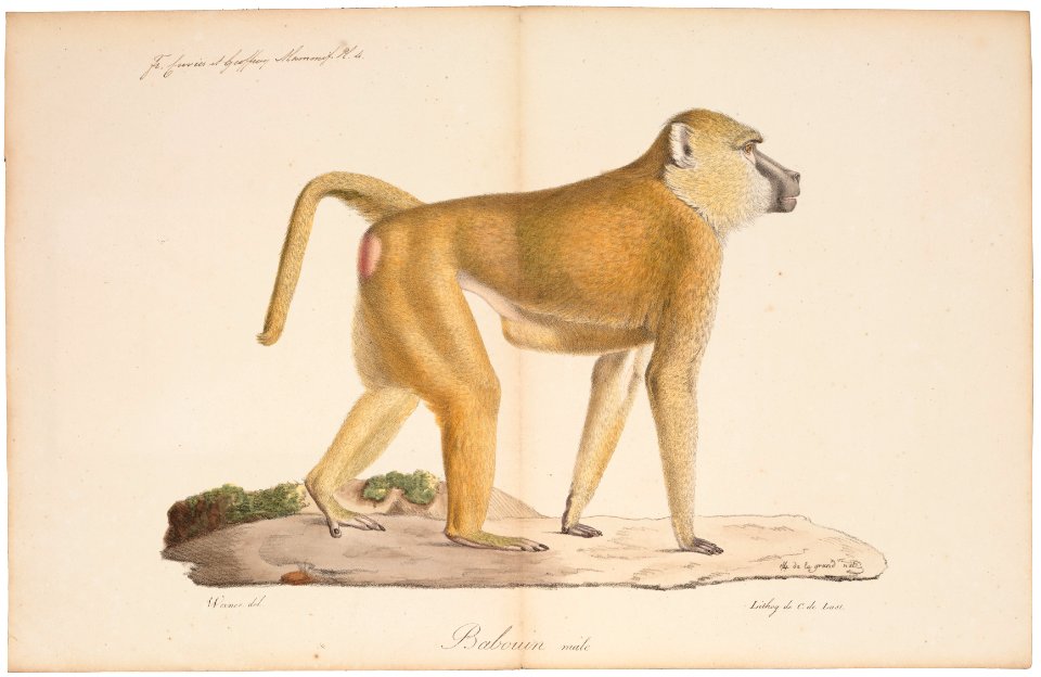 Cynocephalus babouin - 1818-1842 - Print - Iconographia Zoologica - Special Collections University of Amsterdam - UBA01 IZ20100031