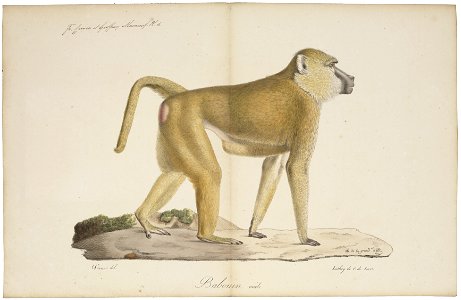 Cynocephalus babouin - 1818-1842 - Print - Iconographia Zoologica - Special Collections University of Amsterdam - UBA01 IZ20100031