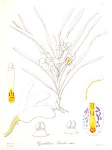 Cymbidium parishii - Xenia 3 pl 224