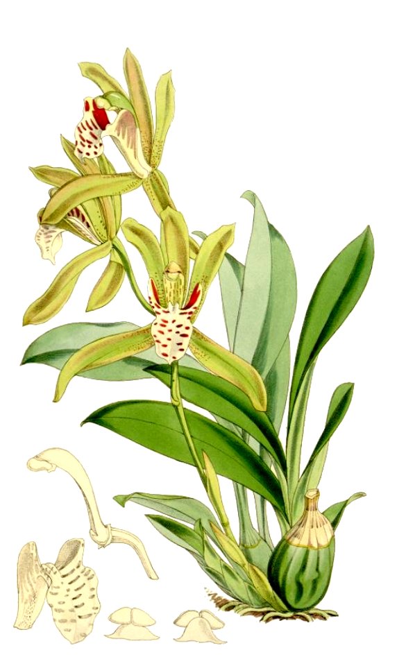 Cymbidium tigrinum clean. Free illustration for personal and commercial use.