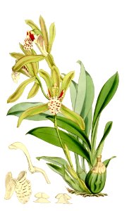 Cymbidium tigrinum clean