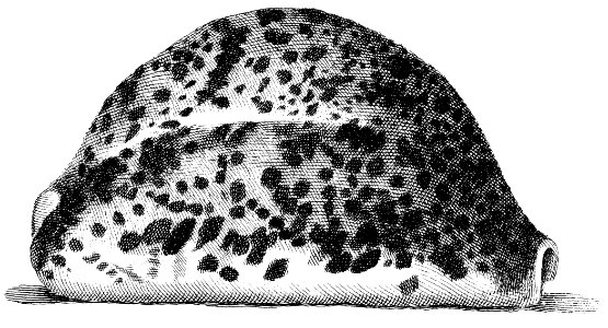 Cypraea-tigris-001