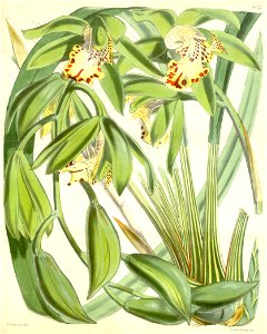 Cymbidium hookerianum. Free illustration for personal and commercial use.