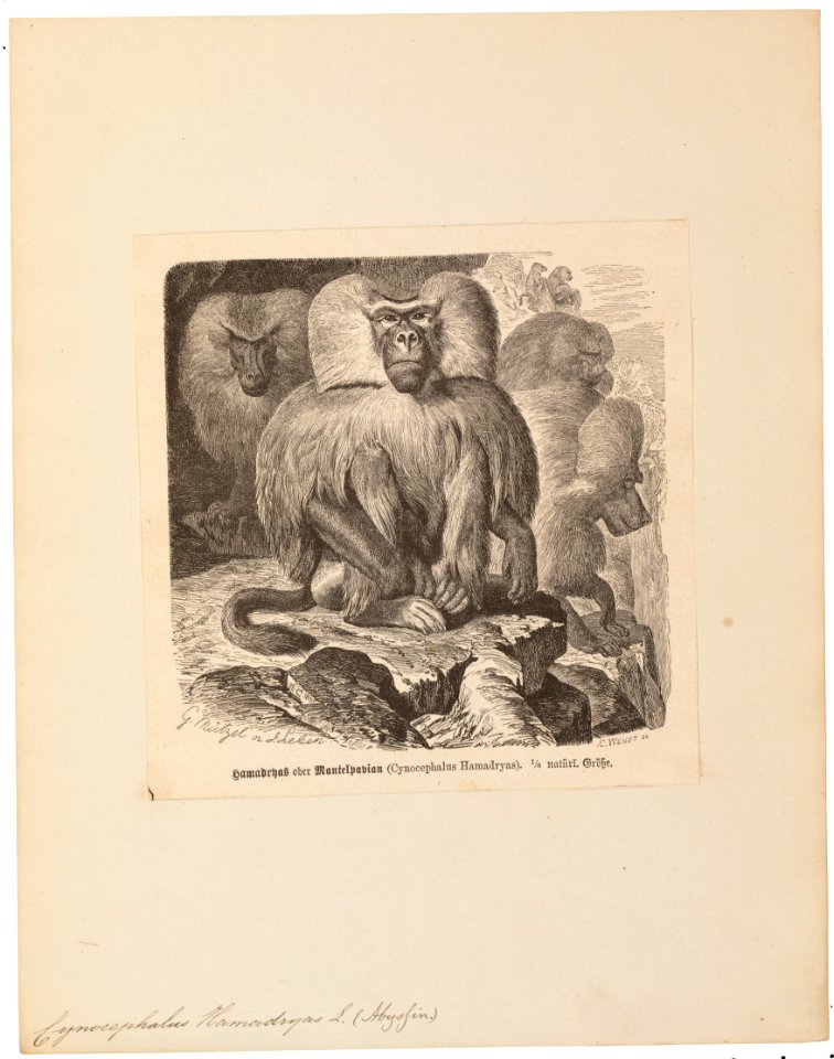 Cynocephalus hamadryas - 1700-1880 - Print - Iconographia Zoologica - Special Collections University of Amsterdam - UBA01 IZ20100015